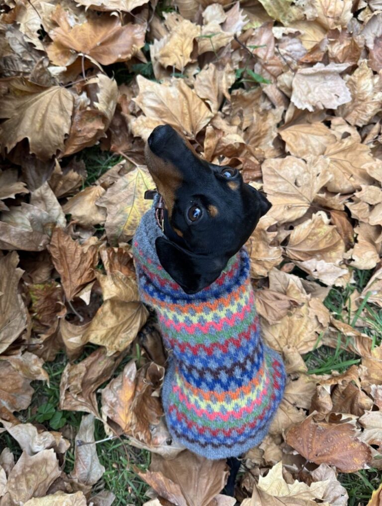 Grazia Legal pet dog Darla